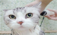 猫咪为什么不能用针管洗澡