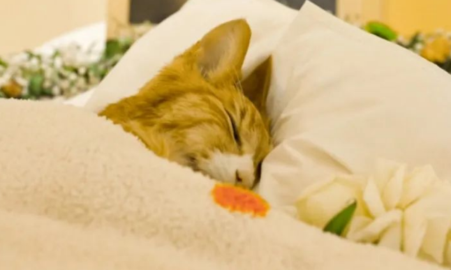 猫咪死了为什么要去埋土里