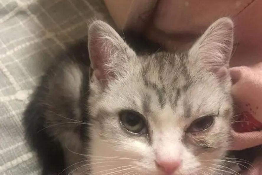 宠物猫流眼泪是什么原因引起的 宠物猫流眼泪是什么原因引起的