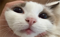 猫咪的嘴为什么会红