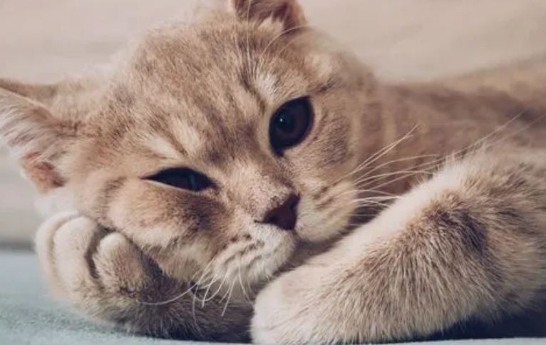 猫咪为什么睡不着觉的原因