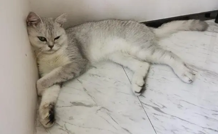 猫为什么喜欢贴着墙睡