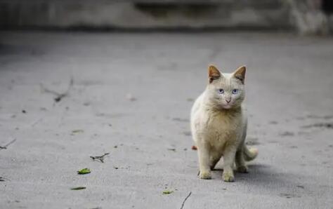 流浪猫其实并不可怜