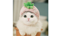 为什么猫咪那么可爱呢
