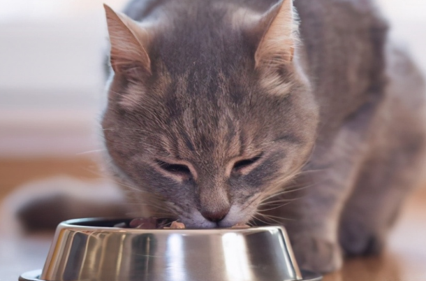 猫咪啃线虫的原因