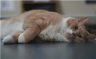 猫咪那么胖为什么还会贫血的原因