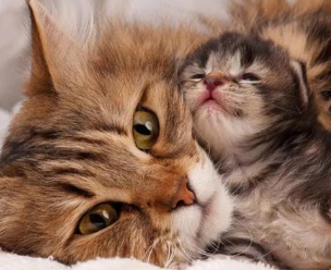 猫咪母亲为什么光咬小猫