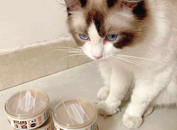 为什么要给猫吃猫罐头 为什么要给猫吃猫罐头
