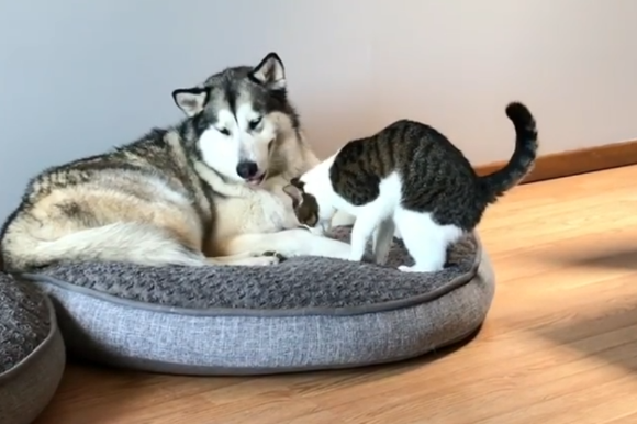 猫咪为什么喜欢去狗窝睡觉