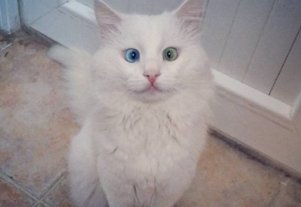 如何训练土耳其梵猫用马桶？训练方法如下！