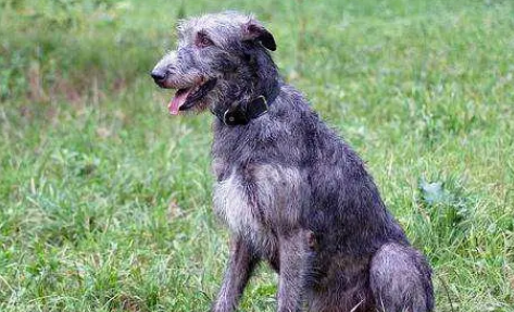 如何训练爱尔兰猎狼犬站立？具体训练方法是？