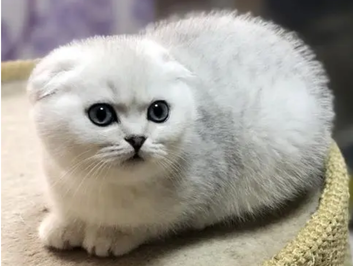 最受欢迎的三种猫