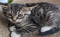 土猫中最好看的一种