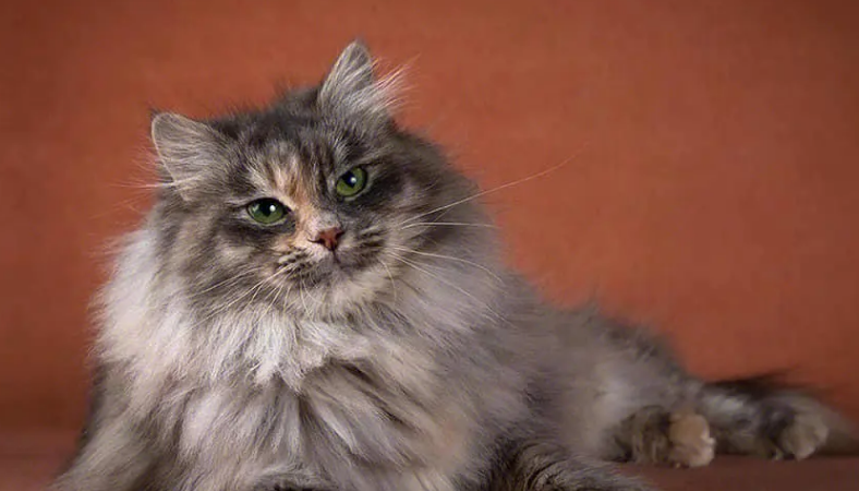 猫咪小课堂:西伯利亚猫性格怎样? 猫咪小课堂:西伯利亚猫性格怎样?