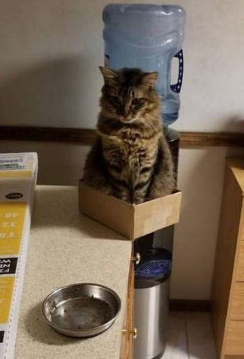猫咪随手一招，平衡力让人捏把汗，网友：社会我猫哥，猫狠话不多 