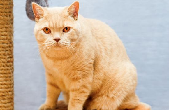 猫咪需要减肥的原因