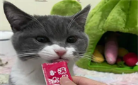 一个多月的小猫能不能吃猫条
