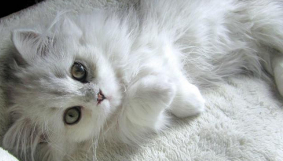 土耳其安哥拉猫黏人吗?不知道的朋友来看看~ 土耳其安哥拉猫黏人吗?不知道的朋友来看看~