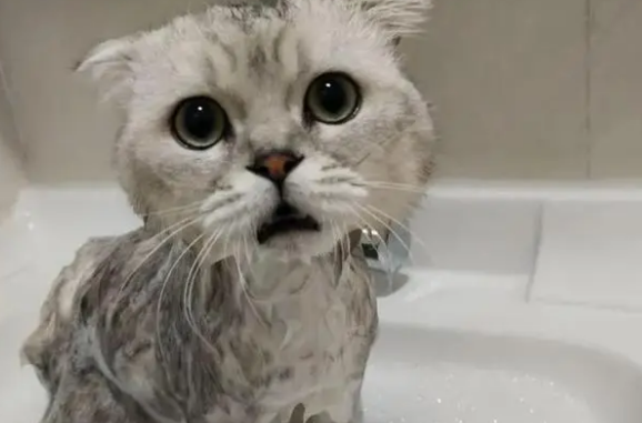 宠物猫可以洗澡不