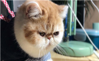 适合室内养的猫咪