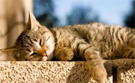 猫咪晒太阳为什么会中暑的原因