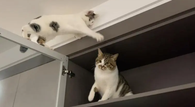 猫咪为什么要做杂技猫呢