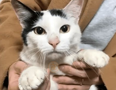 家猫不知主人已搬家,天天蹲在楼梯口守候 家猫不知主人已搬家,天天蹲在楼梯口守候