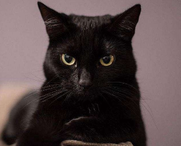 养猫须知,孟买猫怎么消除泪痕? 养猫须知,孟买猫怎么消除泪痕?