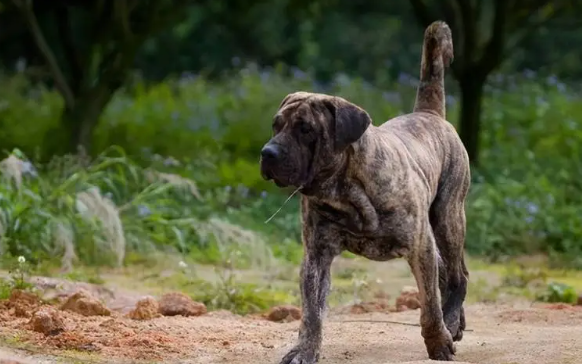 萌宠小知识:加纳利犬呕吐怎么办? 萌宠小知识:加纳利犬呕吐怎么办?