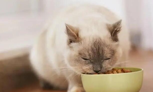 猫咪为啥吐了猫粮