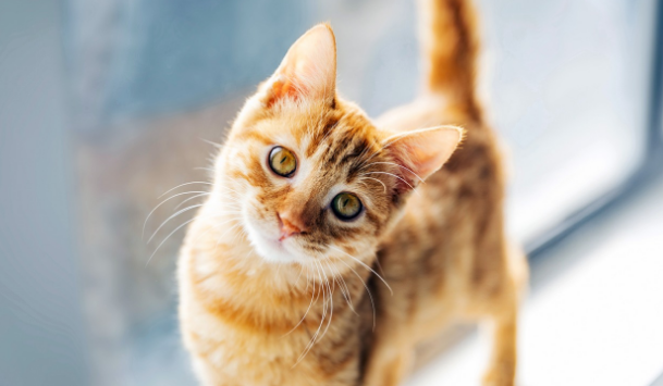 猫进屋十大预兆
