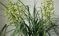 养猫不能种什么植物