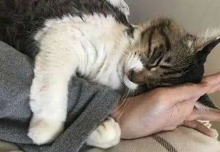 猫咪太粘人是好是坏