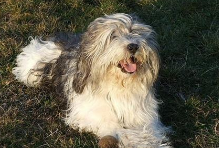 波兰低地牧羊犬怎么训练?训练方法它来咯。 波兰低地牧羊犬怎么训练?训练方法它来咯。