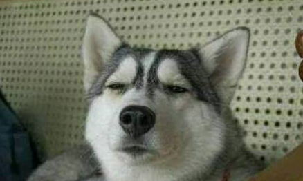 哈士奇一脚踏空掉水里，表情逗笑众人！