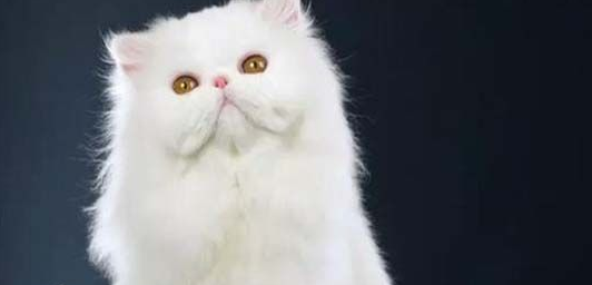 波斯猫绝育好吗?你还在纠结吗? 波斯猫绝育好吗?你还在纠结吗?