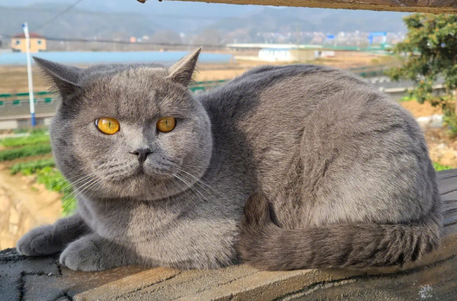 猫咪为什么要散养呢