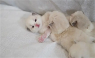 小奶猫能喝奶粉吗?你知道多少