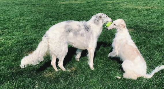 养宠知识：苏俄猎狼犬什么时候发情？