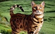 世界上智商最高的猫十大排名