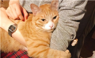 猫看见死亡的眼睛
