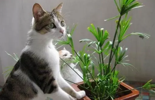 猫为什么喜欢咬植物
