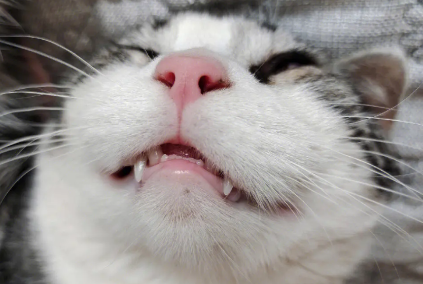 猫的牙齿为什么是尖的