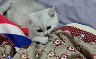 猫咪为什么咬着被子不松口