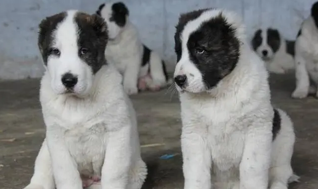 中亚牧羊犬性格怎么样？自信、忠诚