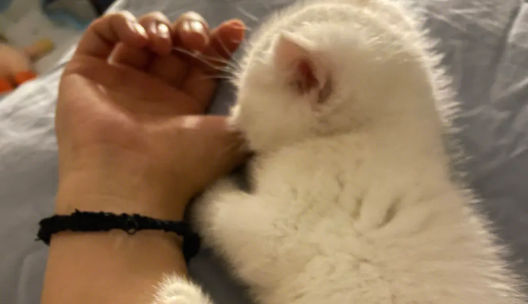 猫为什么舔人胳膊