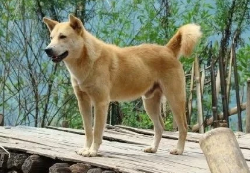 中华田园犬取消禁养的城市,你都知道哪些? 中华田园犬取消禁养的城市,你都知道哪些?