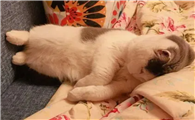 猫咪为什么睡了就醒不了