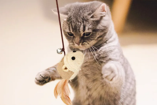 正确使用逗猫棒 正确使用逗猫棒