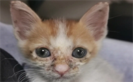 猫咪脸为什么脏脏的